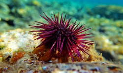 Ricci di mare: maschi o femmine?