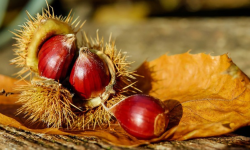 Festa della castagna a Marciana e Poggio