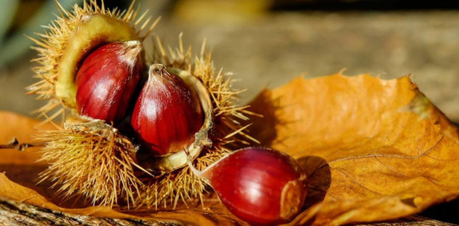 Settimana delle Castagne all’Elba